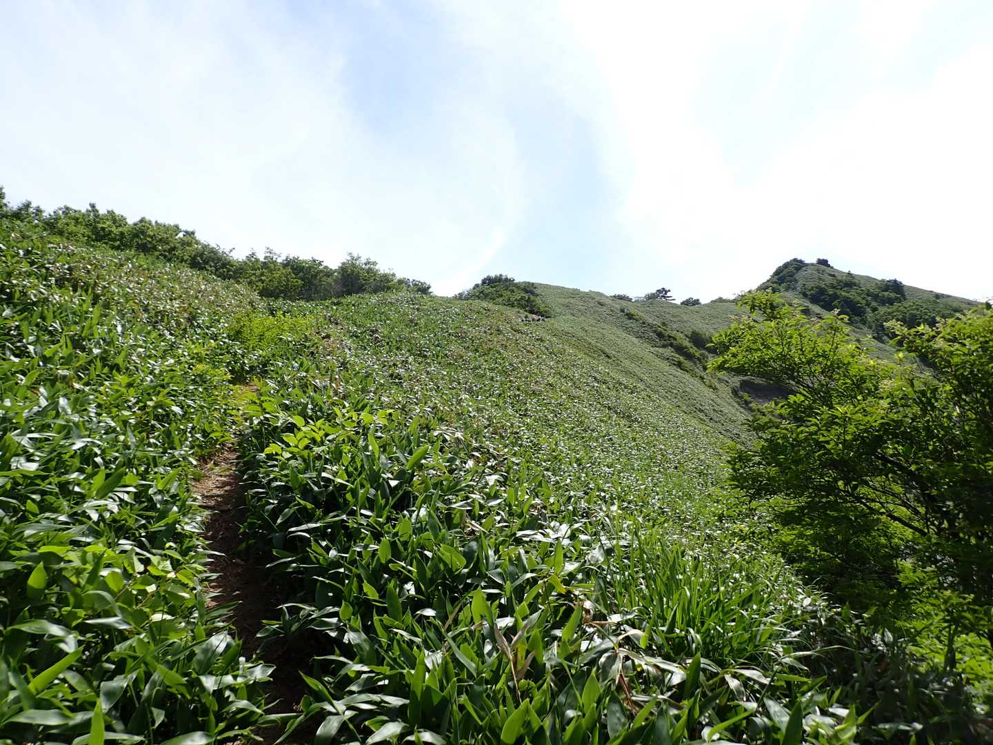 東黒森 往復コースの写真