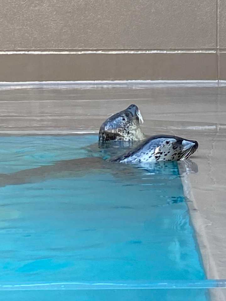 加茂水族館へクラゲ🪼を観に行ってきまし / sanaviさんのモーメント