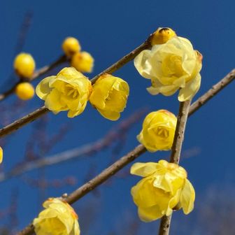 蝋梅の甘い香りに誘われて
