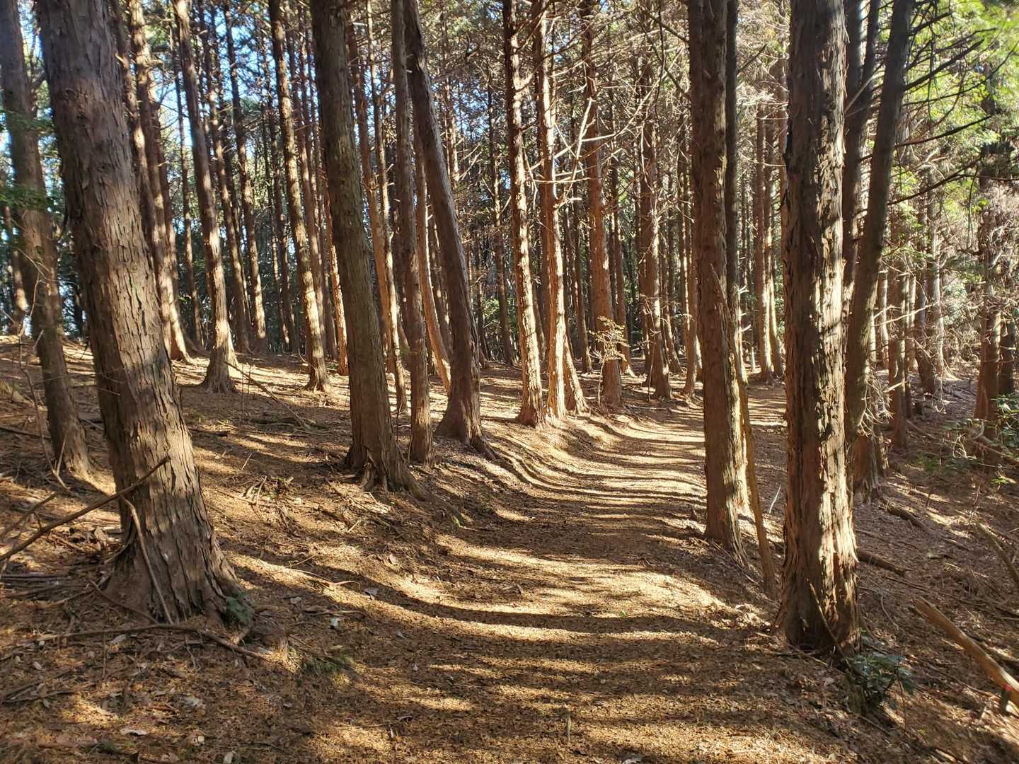 木漏れ日の登山道を歩くのが気持ちいいです。