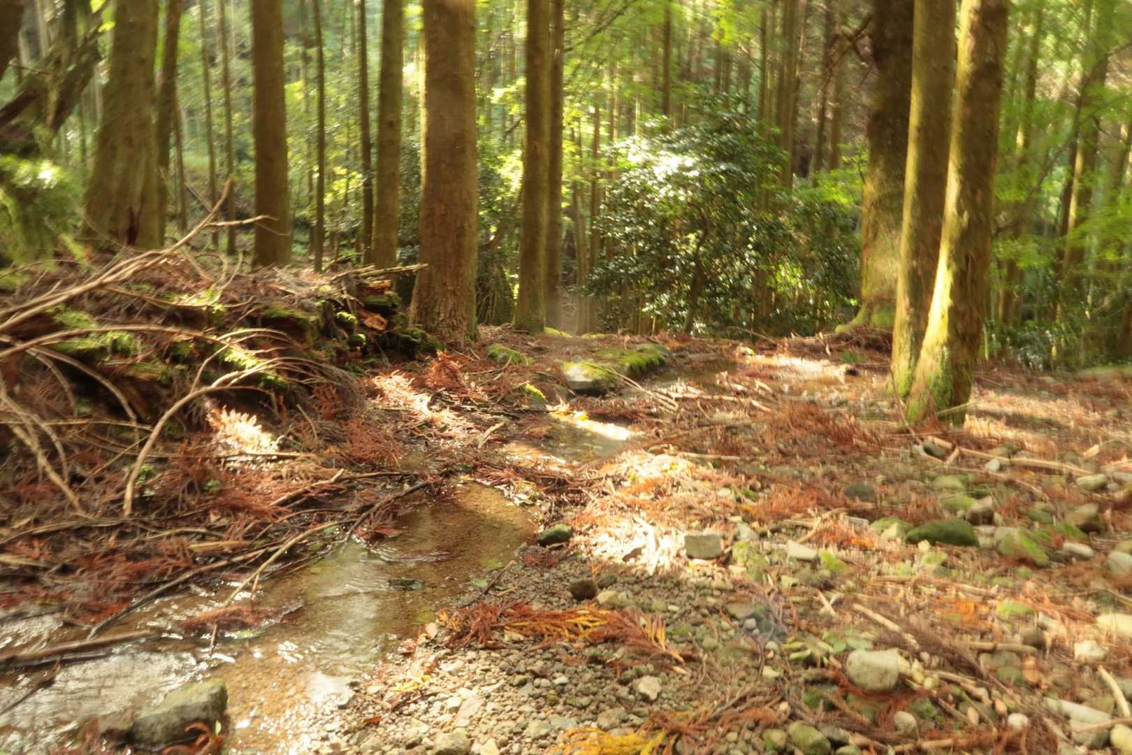 別所登山口-奉幣殿-鬼杉 往復コースの写真