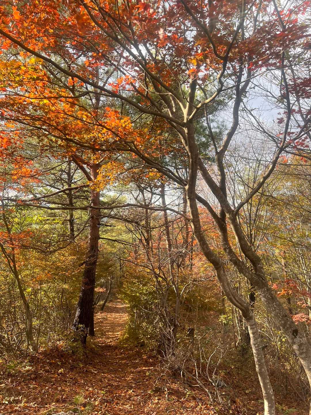 第二登山口-杣山-第一登山口 往復コースの写真