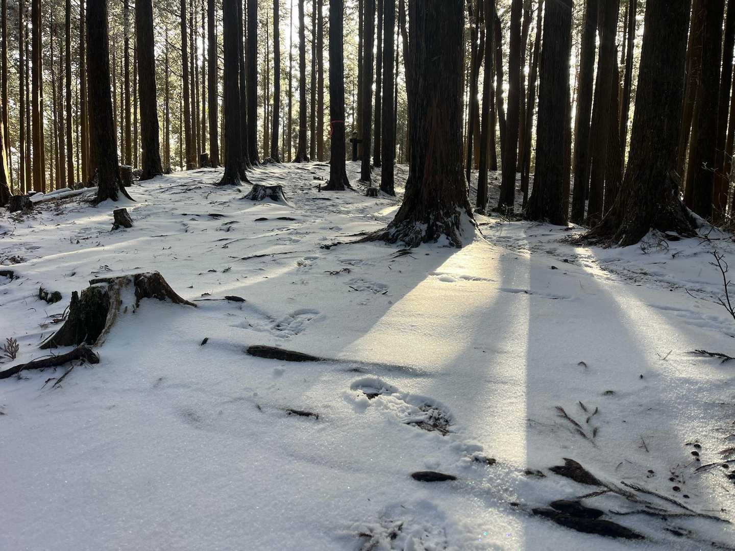 やっぱり日差し大事だね✨