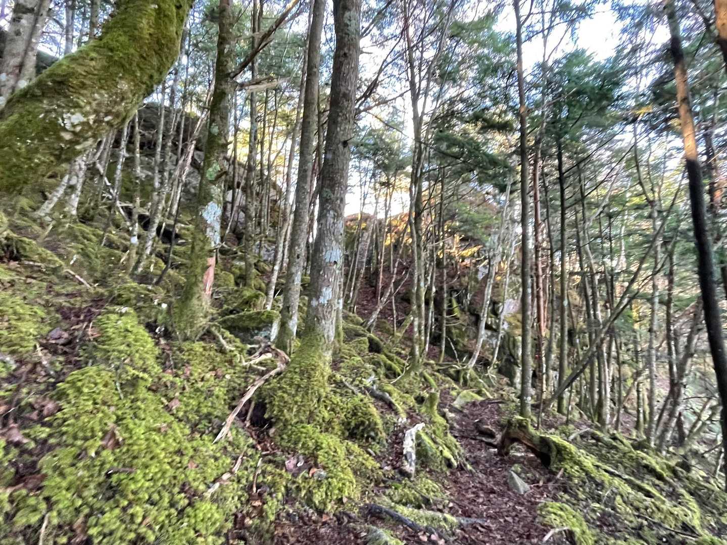 岩を巻く北斜面は苔ロードです
変化があっていい山です😊