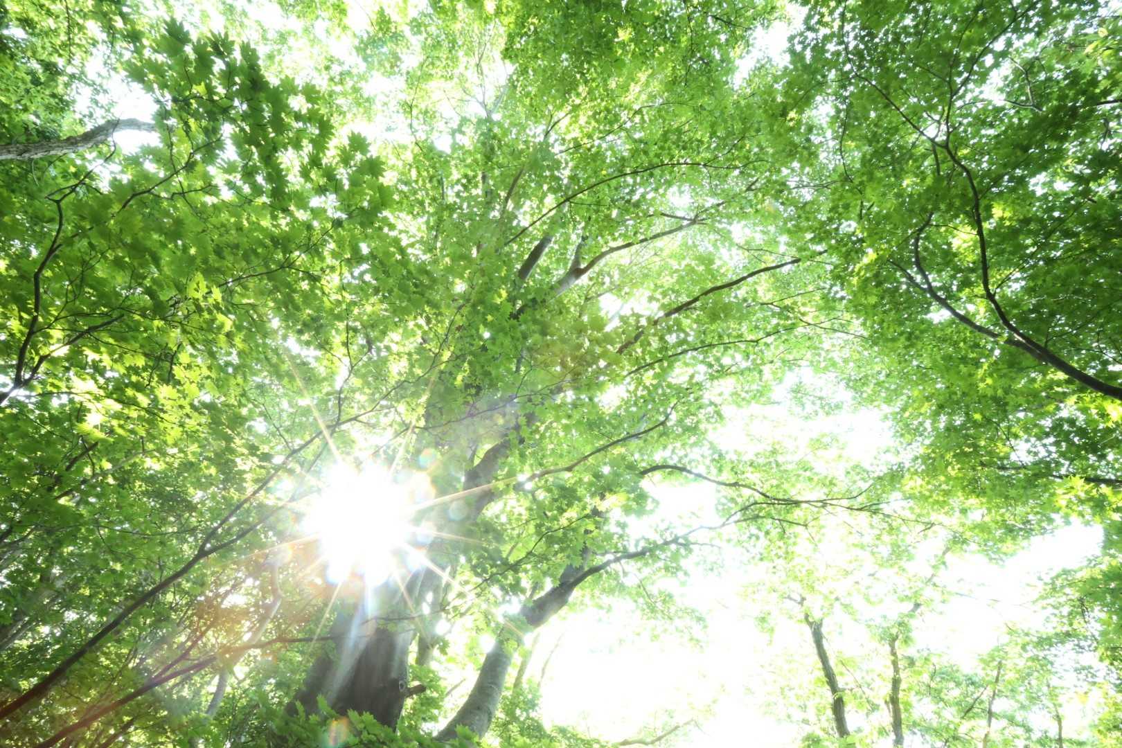 栗ヶ沢登山口-金北山 往復コースの写真