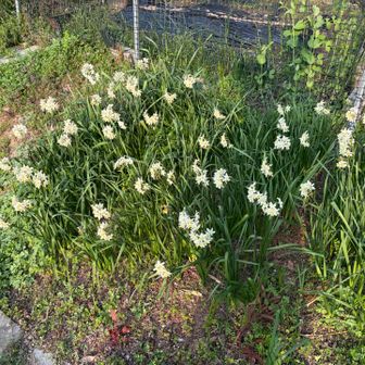 ホワイトペーパー水仙