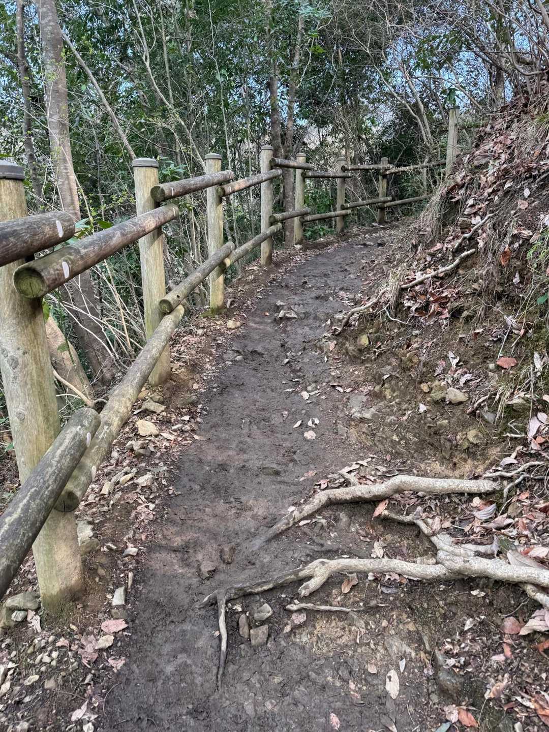 もみじ通り-1号路表参道コース入口-稲荷山コース入口-稲荷 往復コースの写真