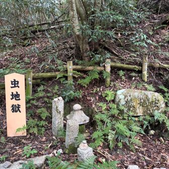 虫が死んだから虫地獄ですって
知らなかった😳