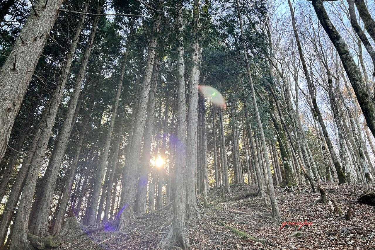 いきなりの杉林急登