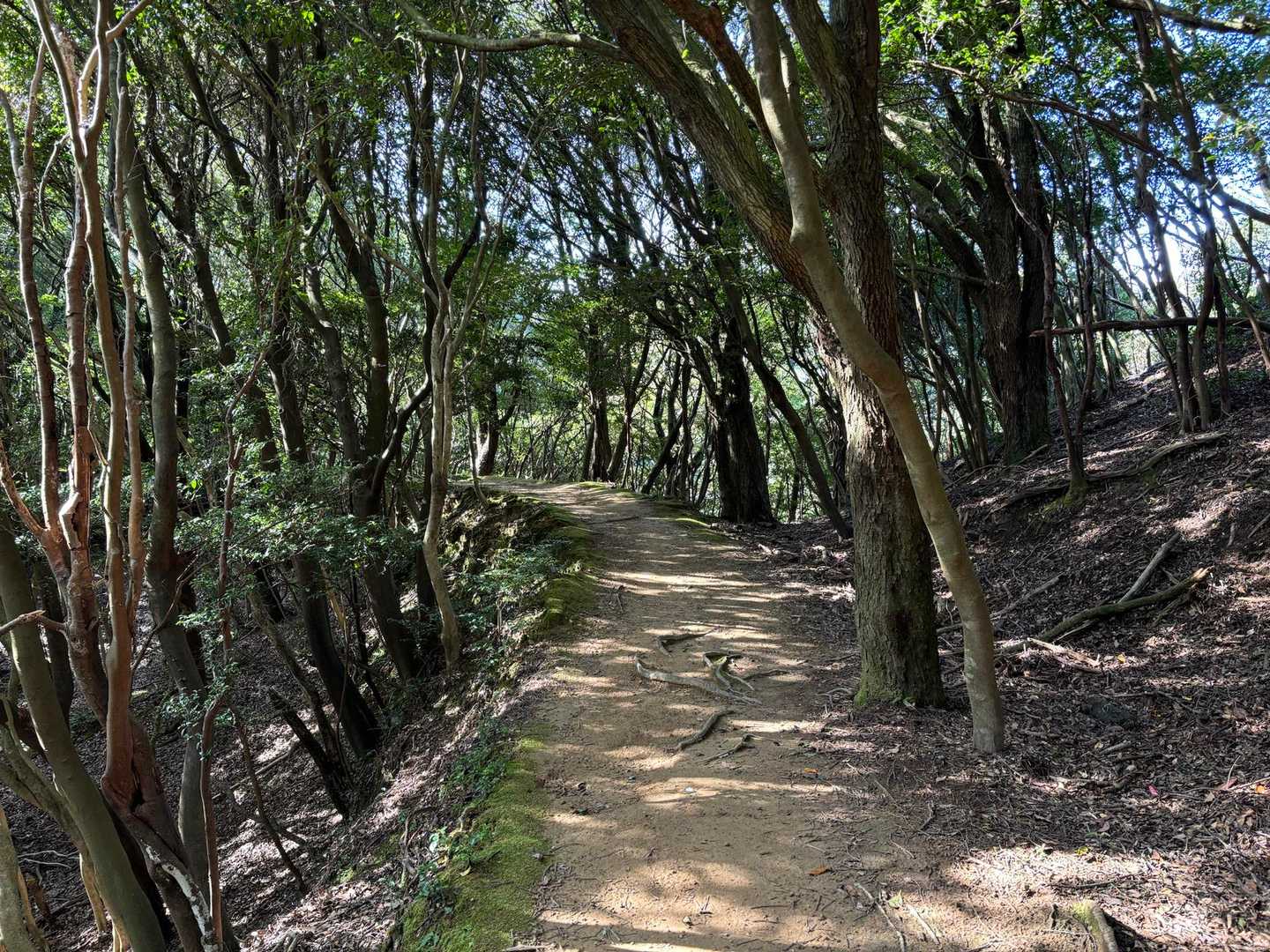 ほとんどこんな感じの山道だった。
気持ちよかった❗️
