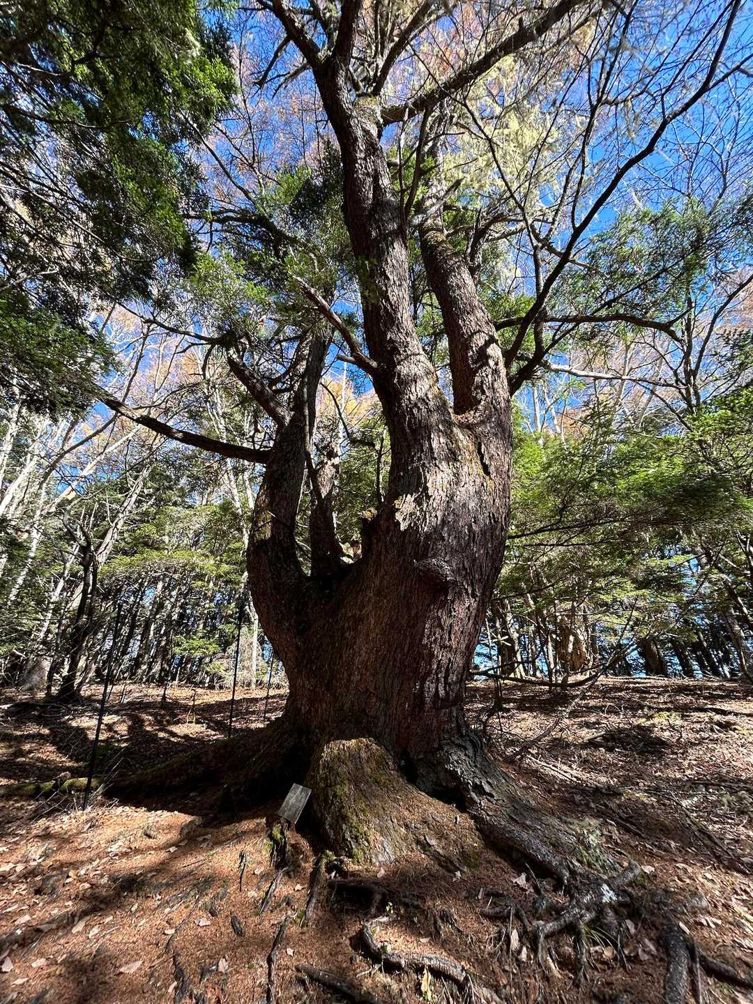下山しています。樹齢300年以上のカラマツ。