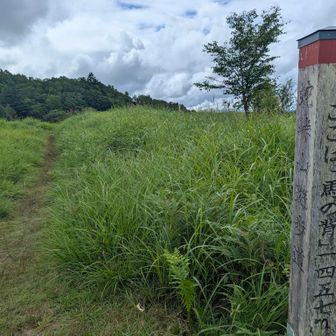 馬の背