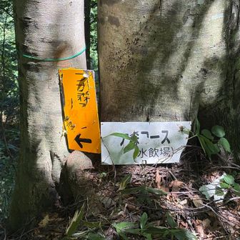 比内コースに合流