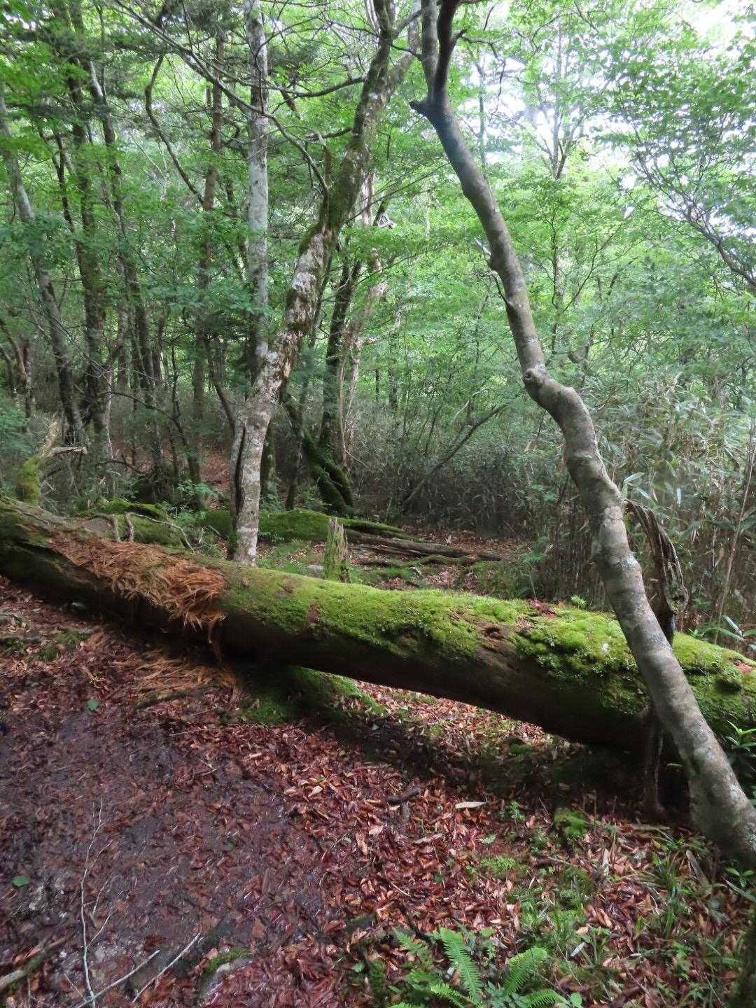 ずっとコケがある山でした

嬢から連絡は入らず、こちらも電波途切れがちで…
