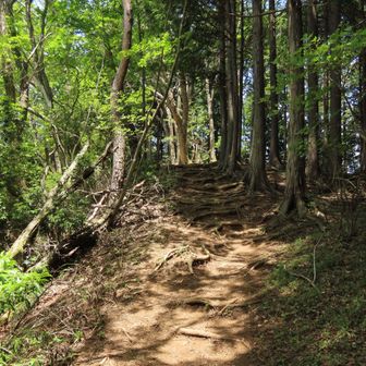 ロックガーデンはどうでもよくなって
鍋割山へ