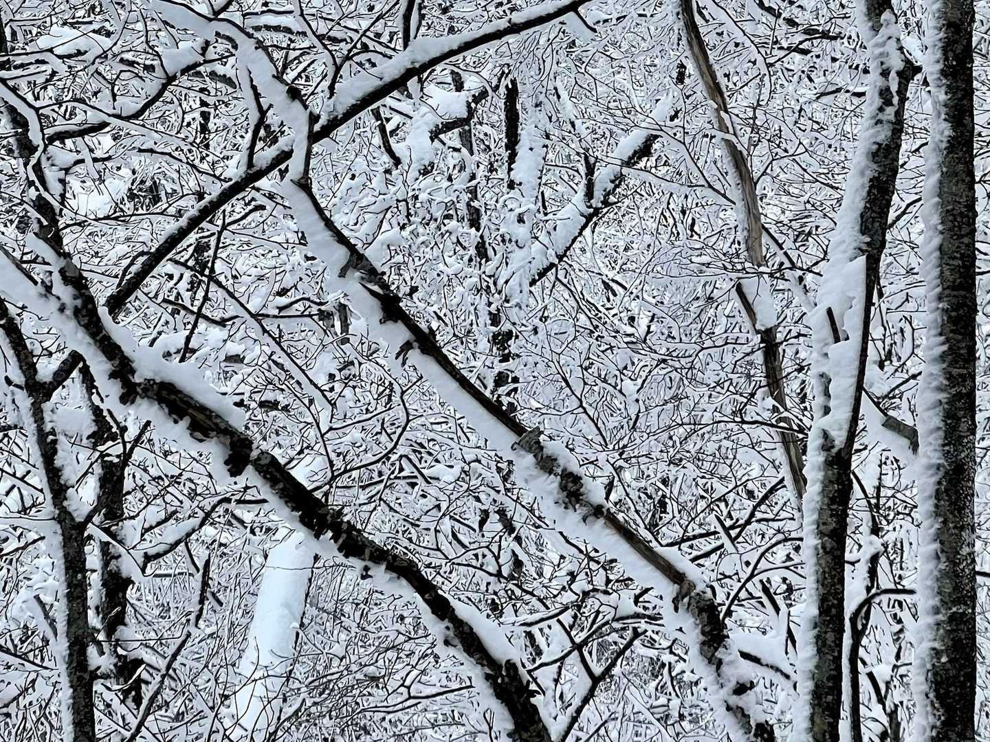 前日、前々日の降雪のおかげで綺麗です😍