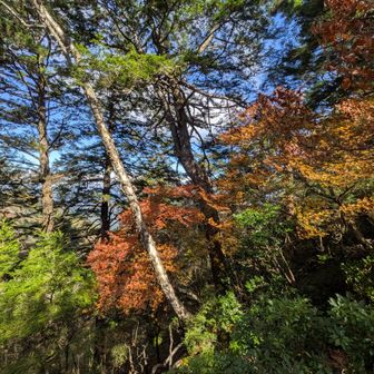 お！🍁