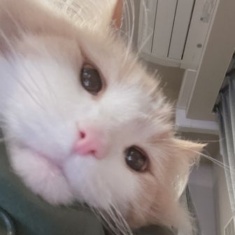 プチインペリアル