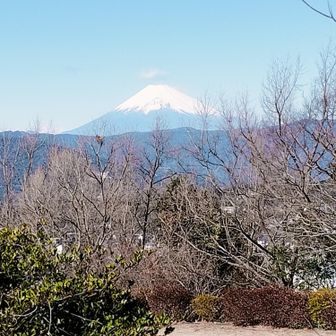 桜の木がたくさん🌸
咲いたら素晴らしい景色になるのね

前日は山梨からの富士山
この日は静岡からの富士山
見たくなる不思議🤔