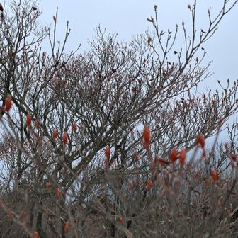今年のアケボノツツジ🌸はどうかな？
