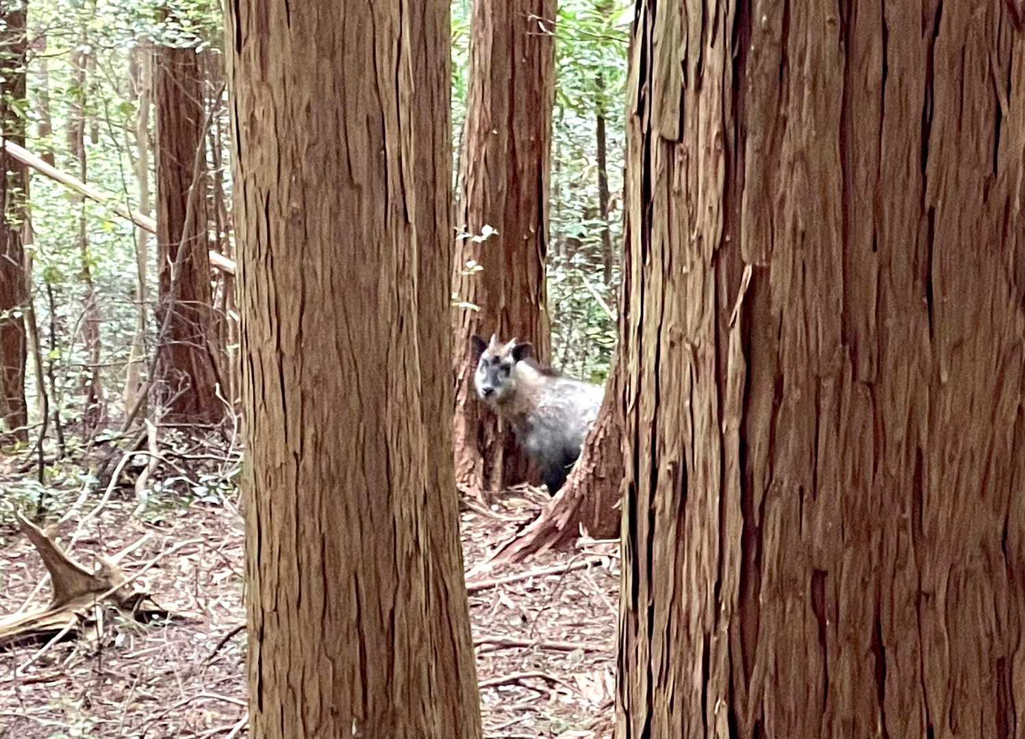 この視線をしばらく浴びる...😯