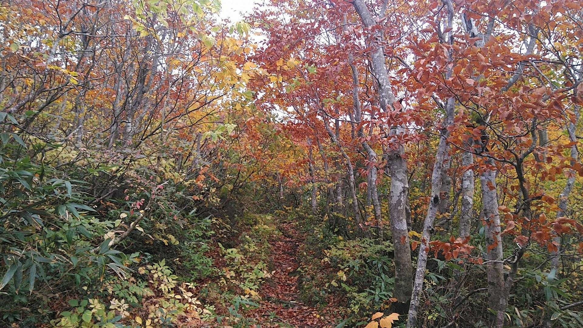 笹谷峠-雁戸山-カケスガ峰 周回コースの写真