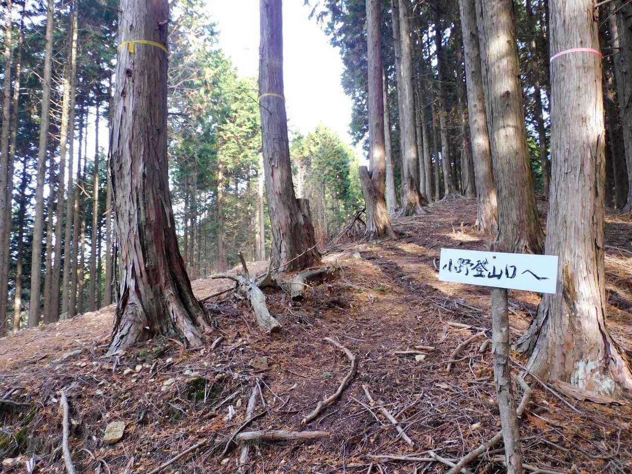 林道からまた山道へ🏃‍♂️