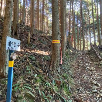 遠足尾根への分岐から登山道が始まります💪