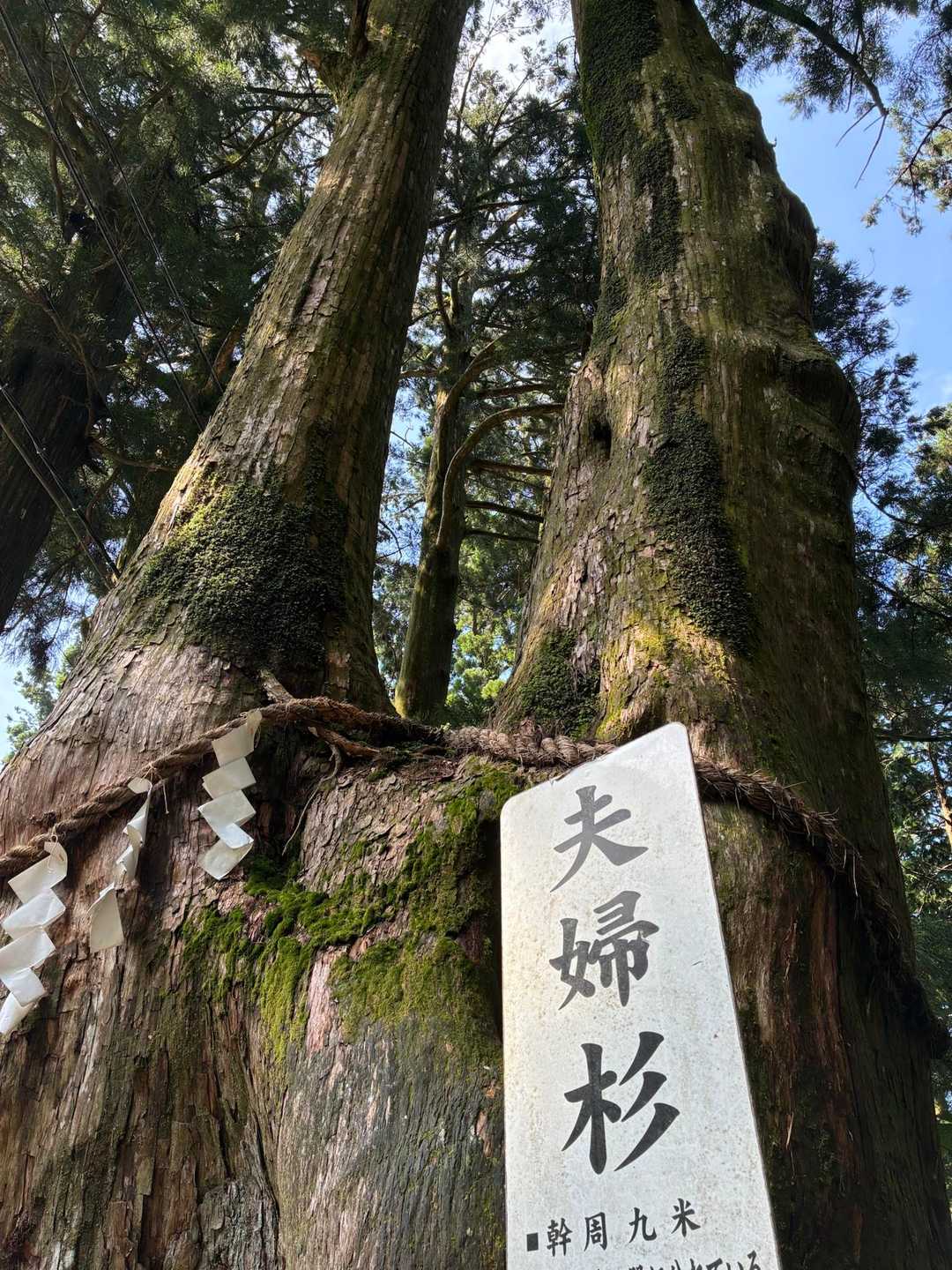 夫婦杉