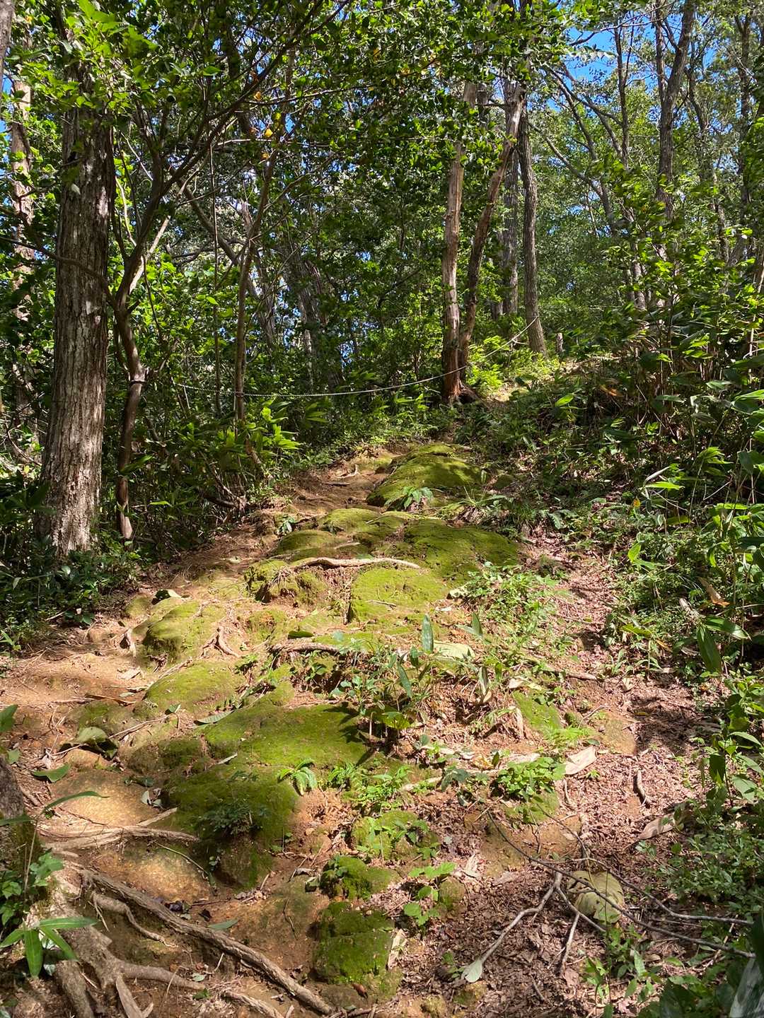 うわさ通りの急登です💦
苔の岩場は避けて登ります！
