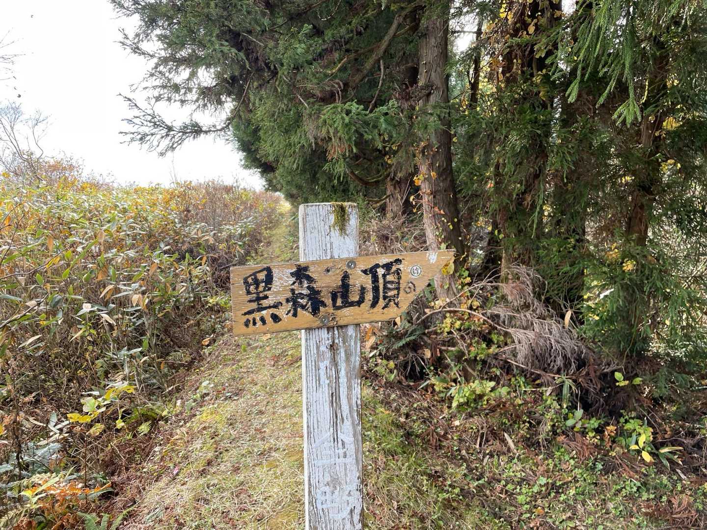 此処から山頂むかいます
