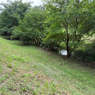 野川
子供達が川に入って魚がなにかとって遊んでた