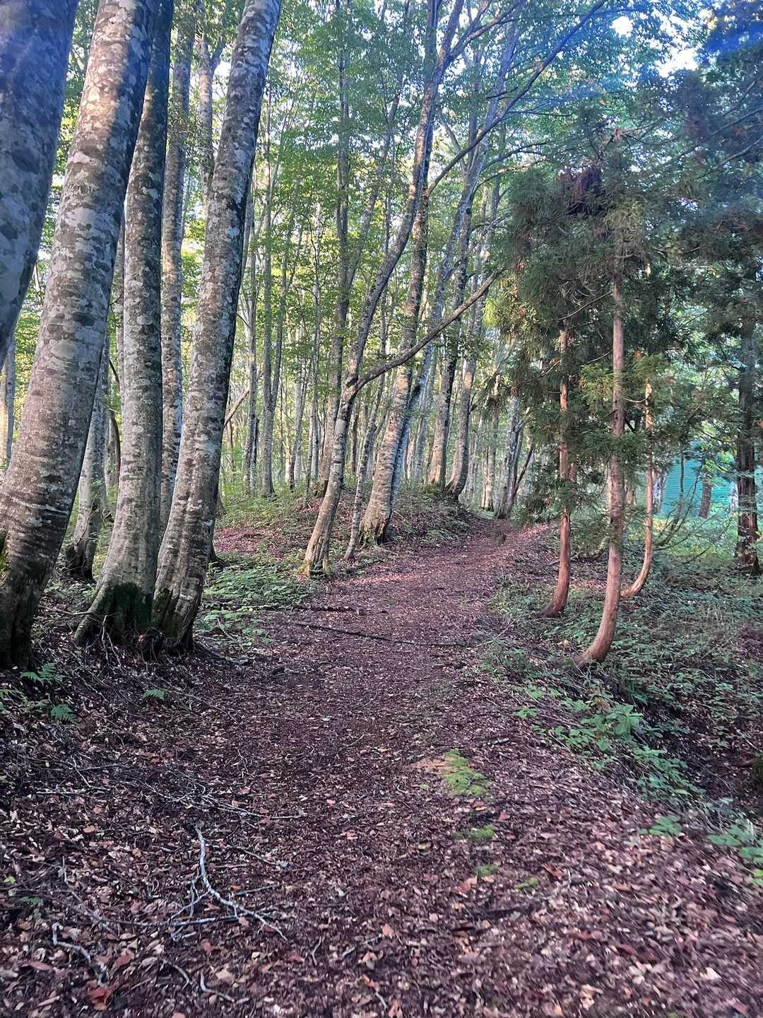 前森山林道登山口-男甑山-女甑山 往復コースの写真