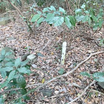 山頂の三角点。