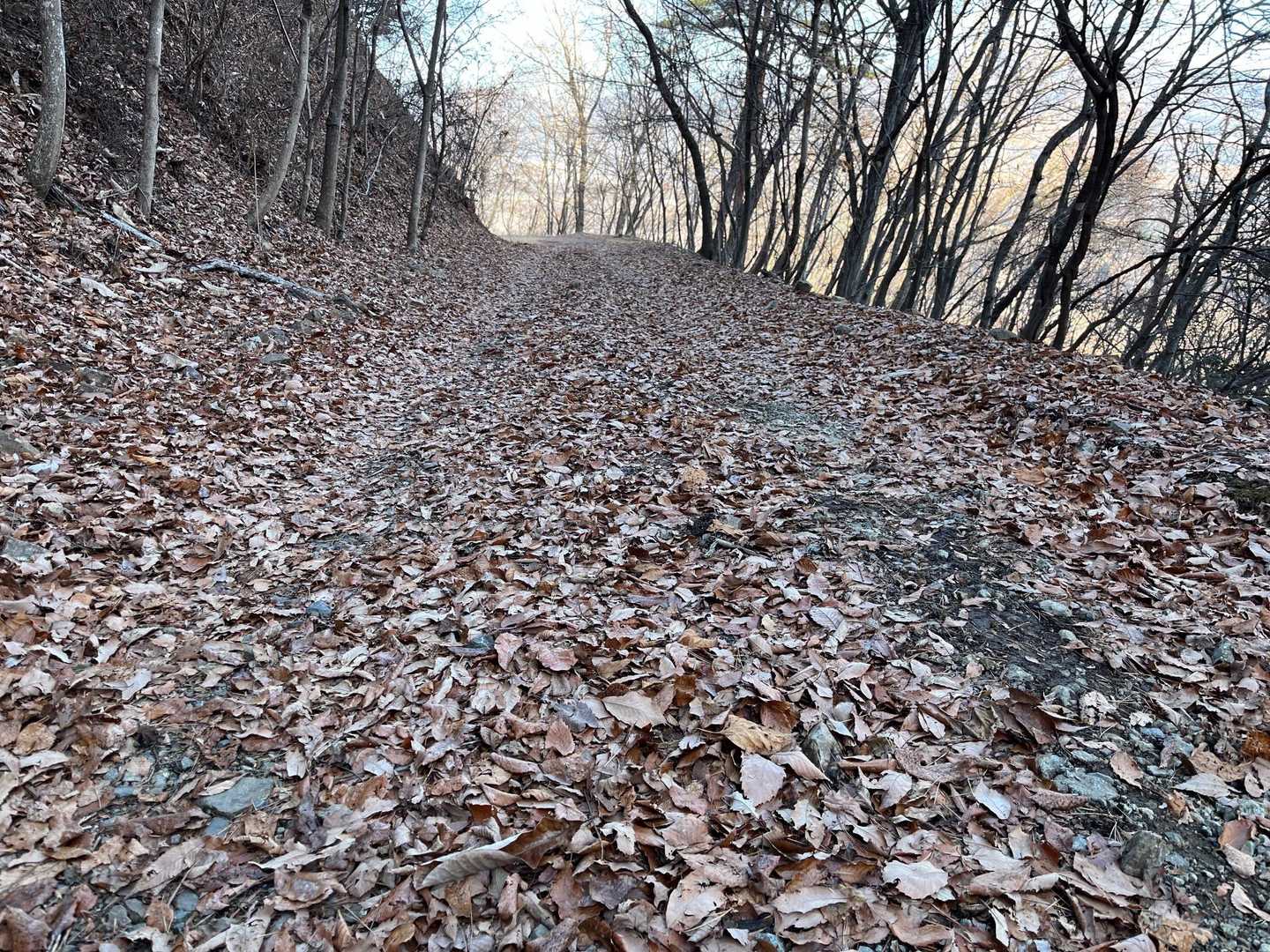 落ち葉がサクサク🍂🍂🍂