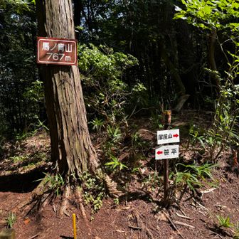 馬の背山🐴ここでも猿投山より高いのですね。