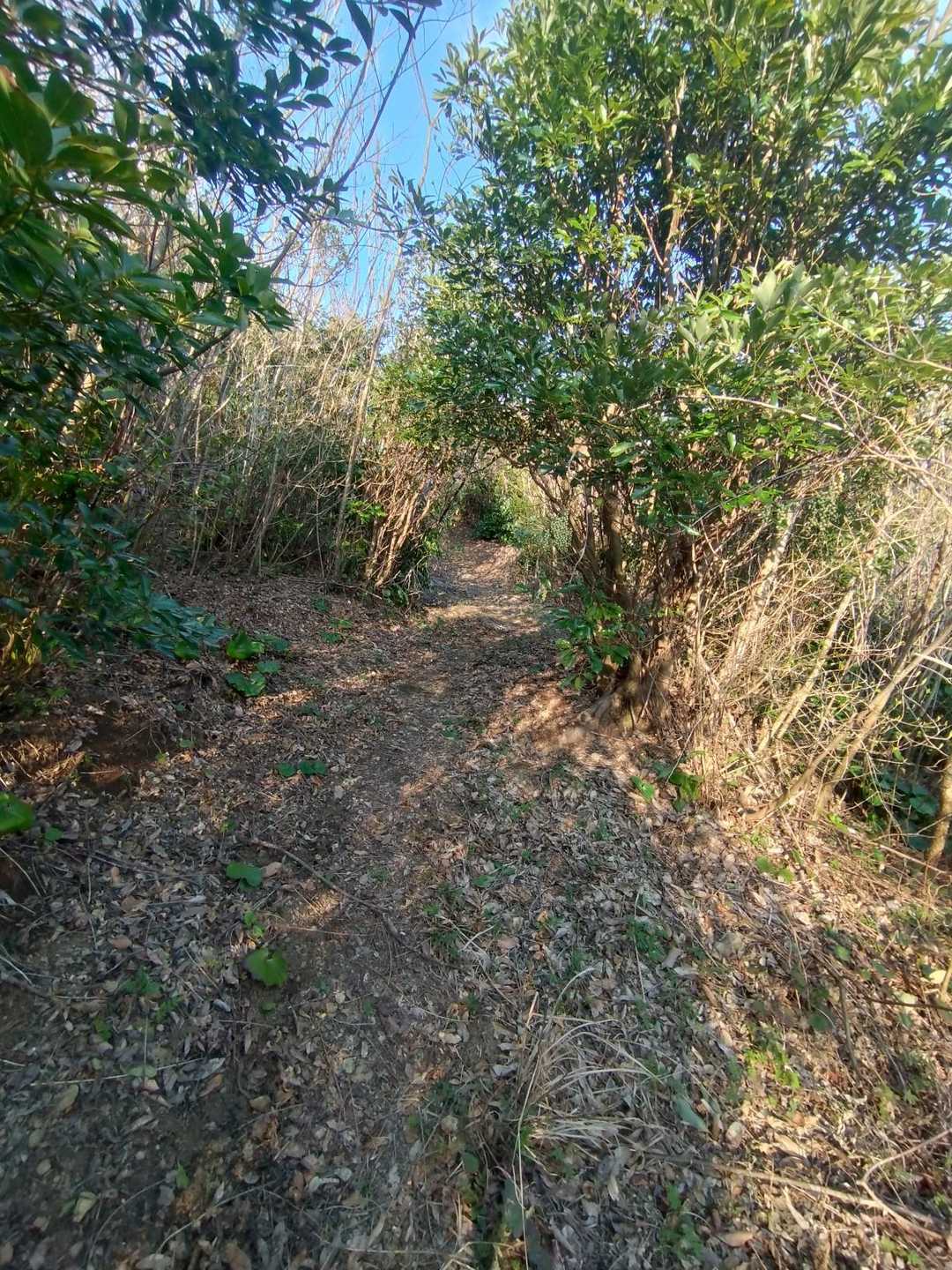 うん。やっぱり町が林道の延長で登山道まで片付けてくれてますね😄ありがたい！