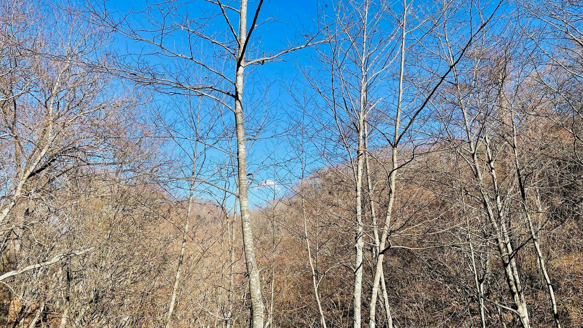 林道におりました！

山と間違えた雲