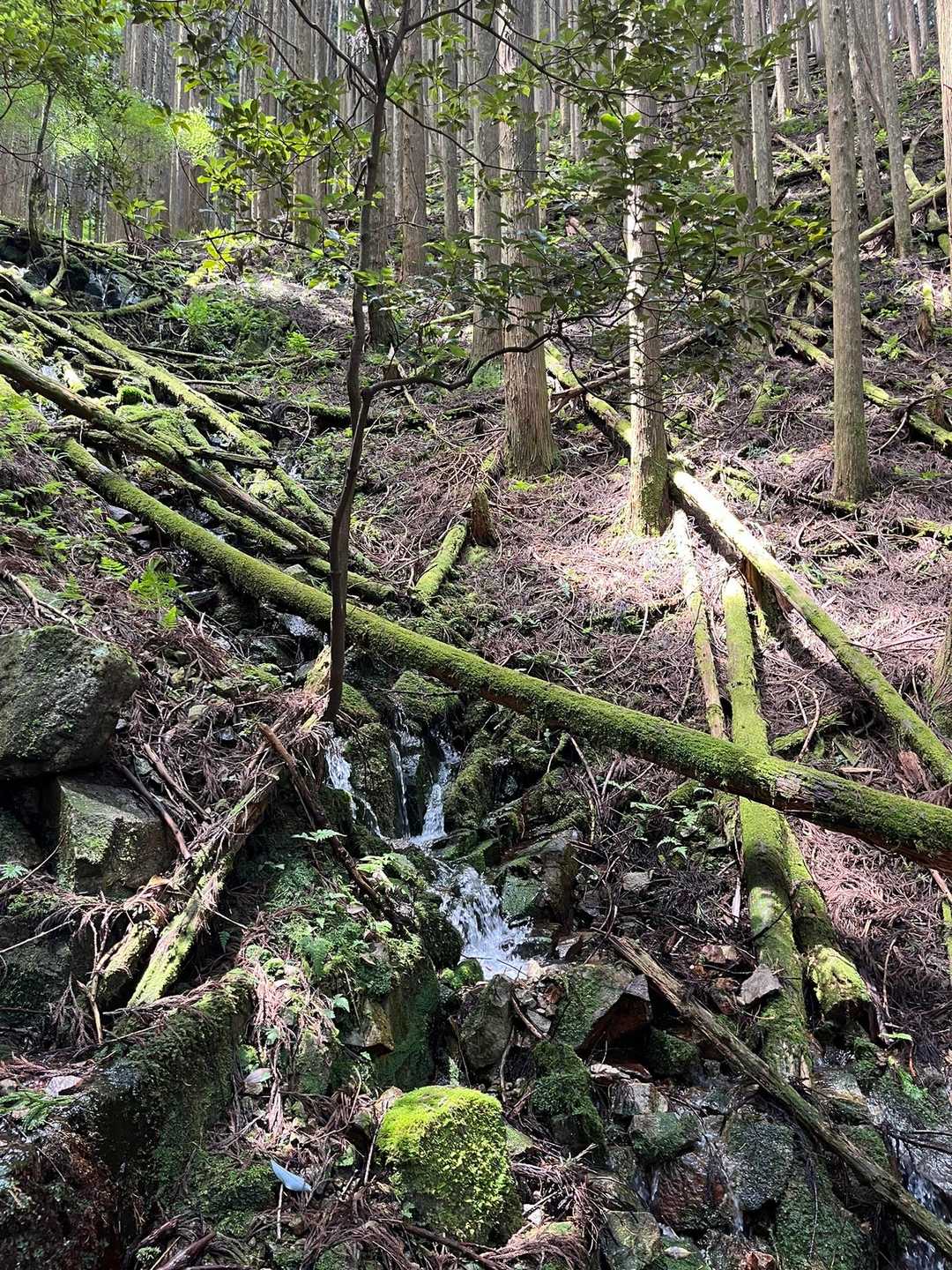 苔むす