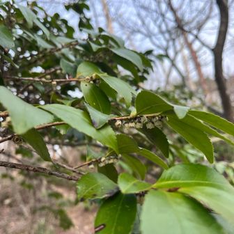 これ！クサイ
なんだっけ？
アオキ？
ヒサカキ。タケミさん教えてくれた☺️