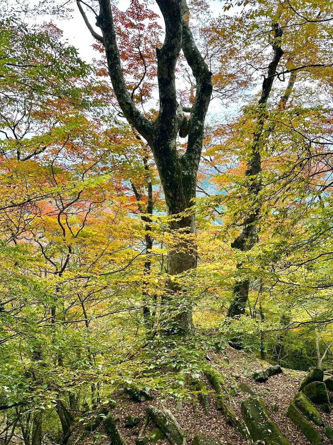 玉屋神社登山口-英彦山 周回コースの写真