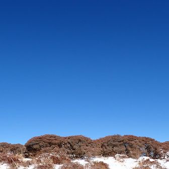 ミヤマキリシマと青い空