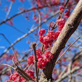 これまぁまぁ見るので気になってたけど、マユミなのね。
