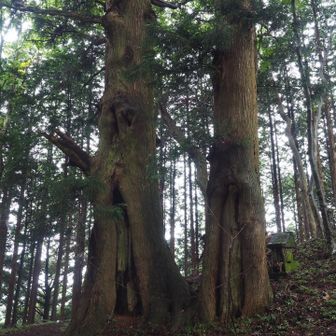 立派なご神木の後ろに小さな祠