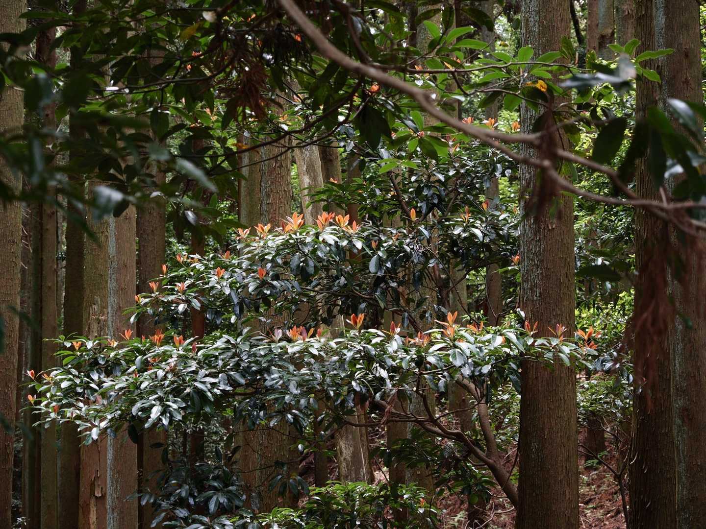 鋸山 往復コースの写真