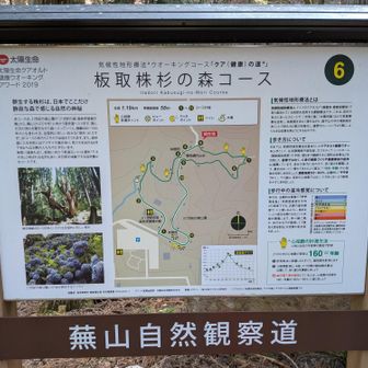 板取株杉の森コース