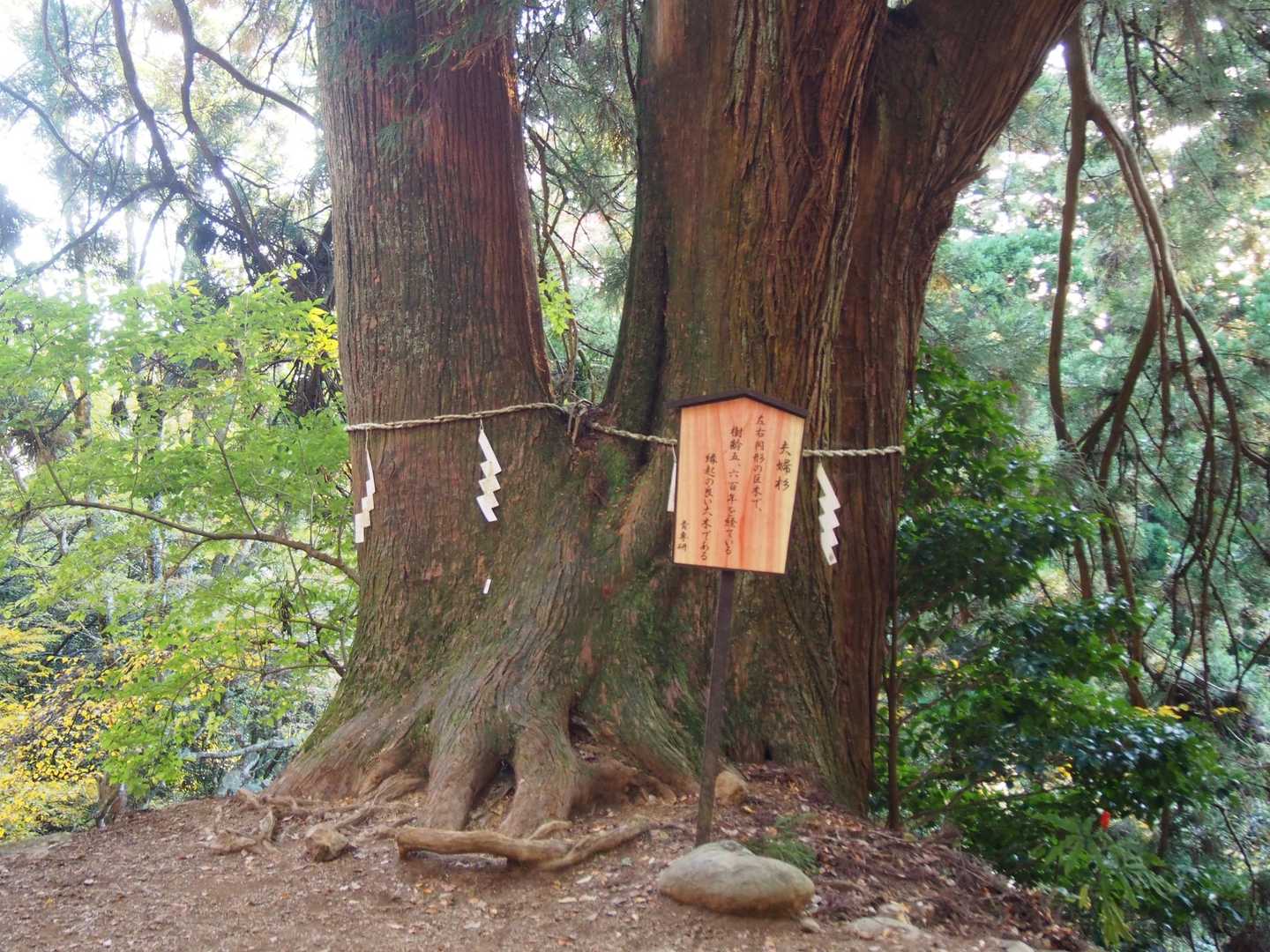 鶴巻温泉駅-吾妻山-善波山-念仏山-高取山-不動越-蓑毛越 縦走コースの写真