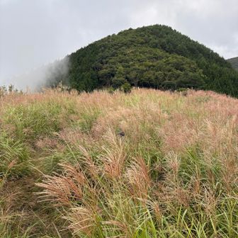 観音峯山方面。途中まで行ったけどこの藪漕ぎは私にはキツすぎた🥹