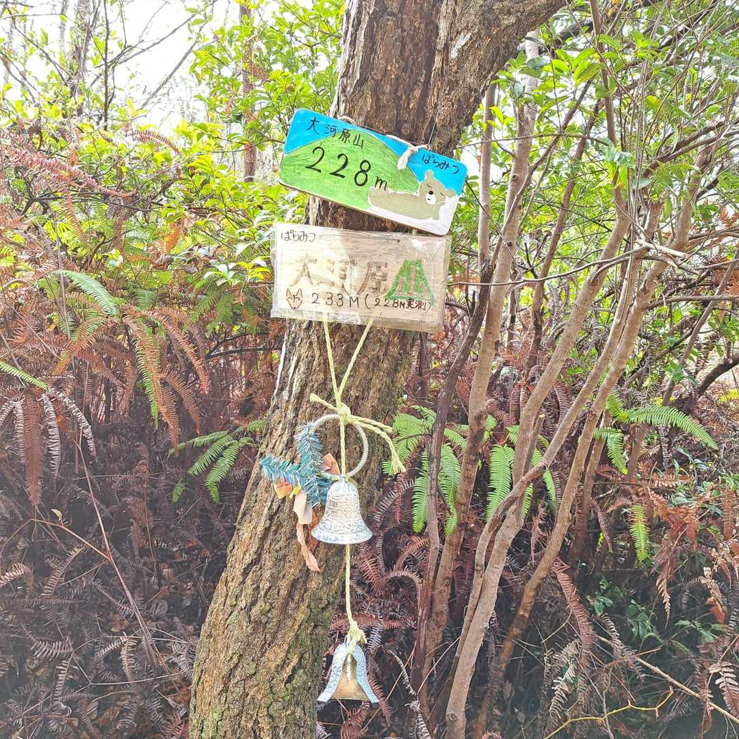 大河原山 ⛰️  233m ✨

展望はない😅

来た道をピストンで戻ってると木々の間から、奥の山々に白く雪がまだ残ってるのが見えてた😃