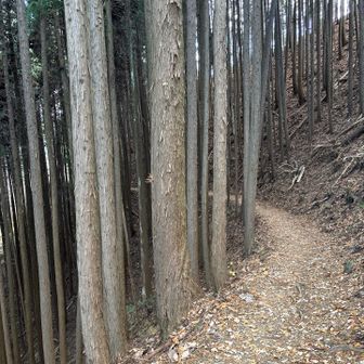 薄暗くて、🐻が出そうで怖い
